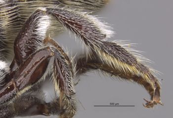 Media type: image;   Entomology 23416 Aspect: Leg hind